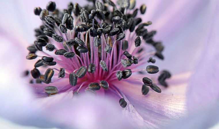 Immagine delle evento: Festa dei Fiori